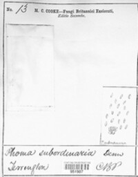 Diaporthe subordinaria image
